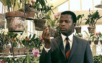 Ivy Cool: Mr. Tibbs and Mr.&nbsp;Bullitt